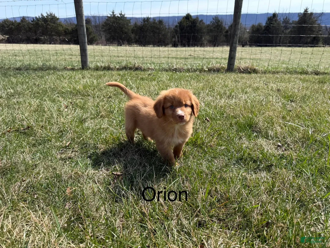 Nova Scotia Duck Tolling Retriever dogs for sale: Nova Scotia Duck Tolling Retriever Puppy 1 - Ad 1