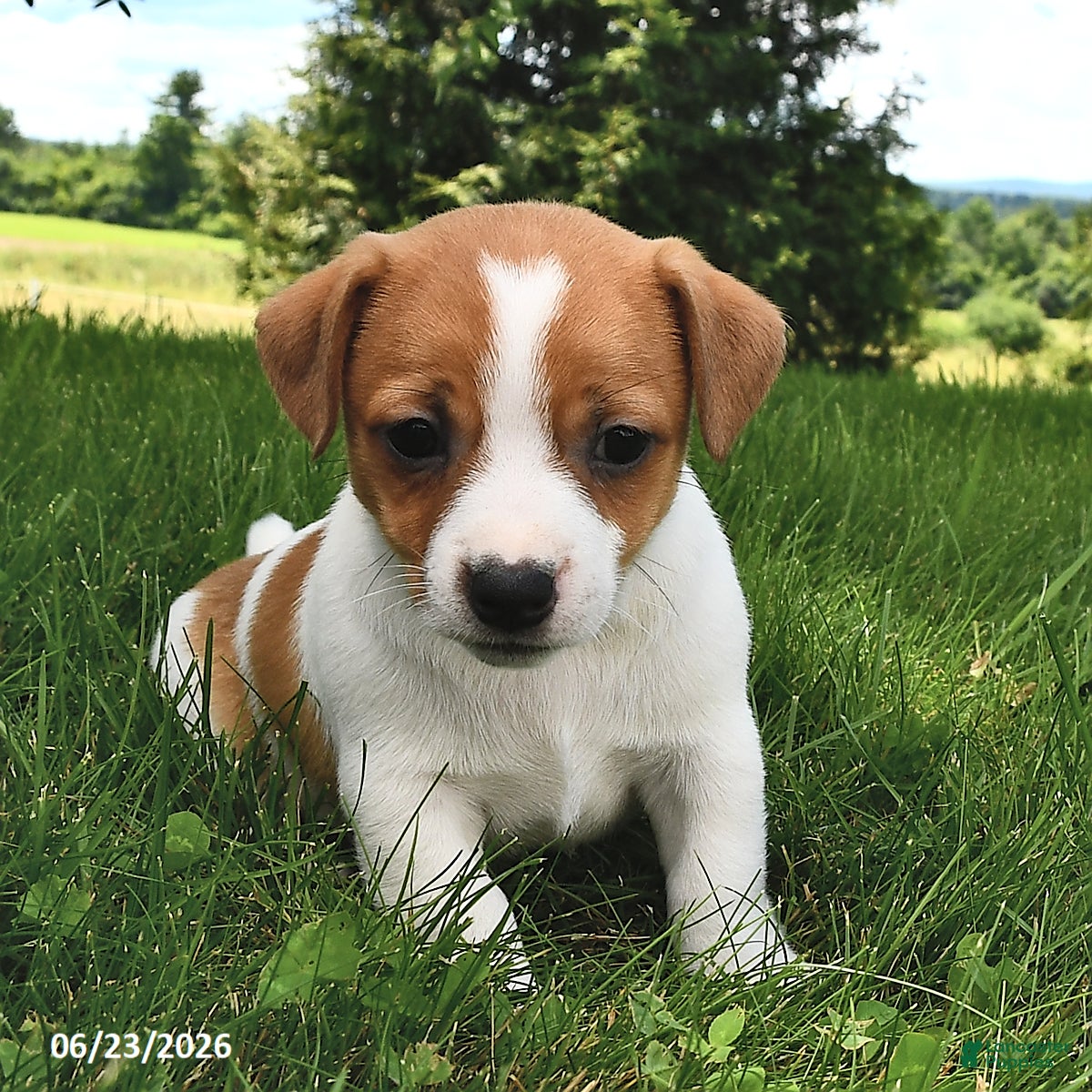 Jack Russell Terrier dogs Diamond - Ad 1
