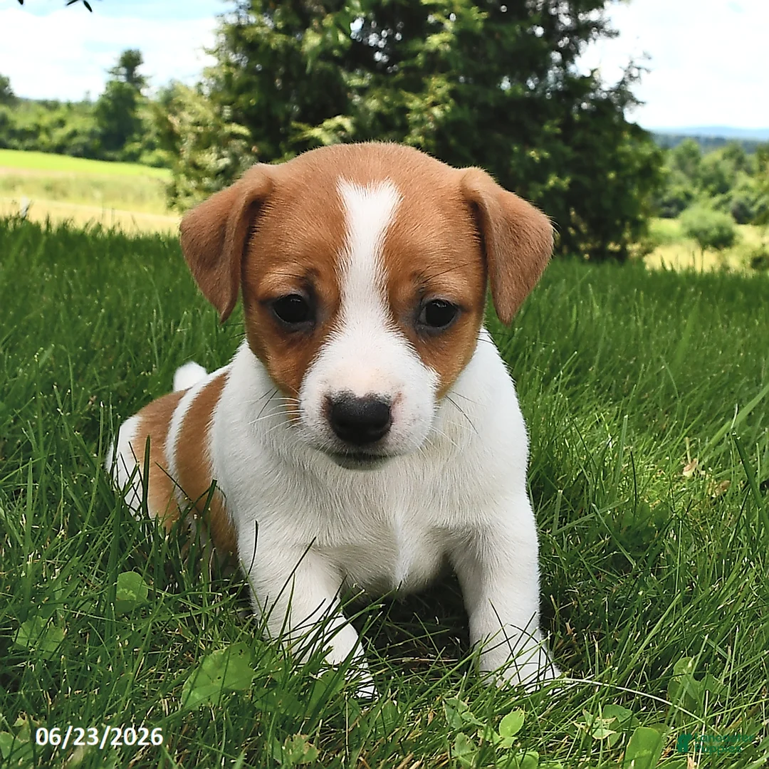 Jack Russell Terrier dogs for sale: Diamond - Ad 1