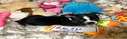 Boston Terrier dogs for sale:  LuLu - Ad 5