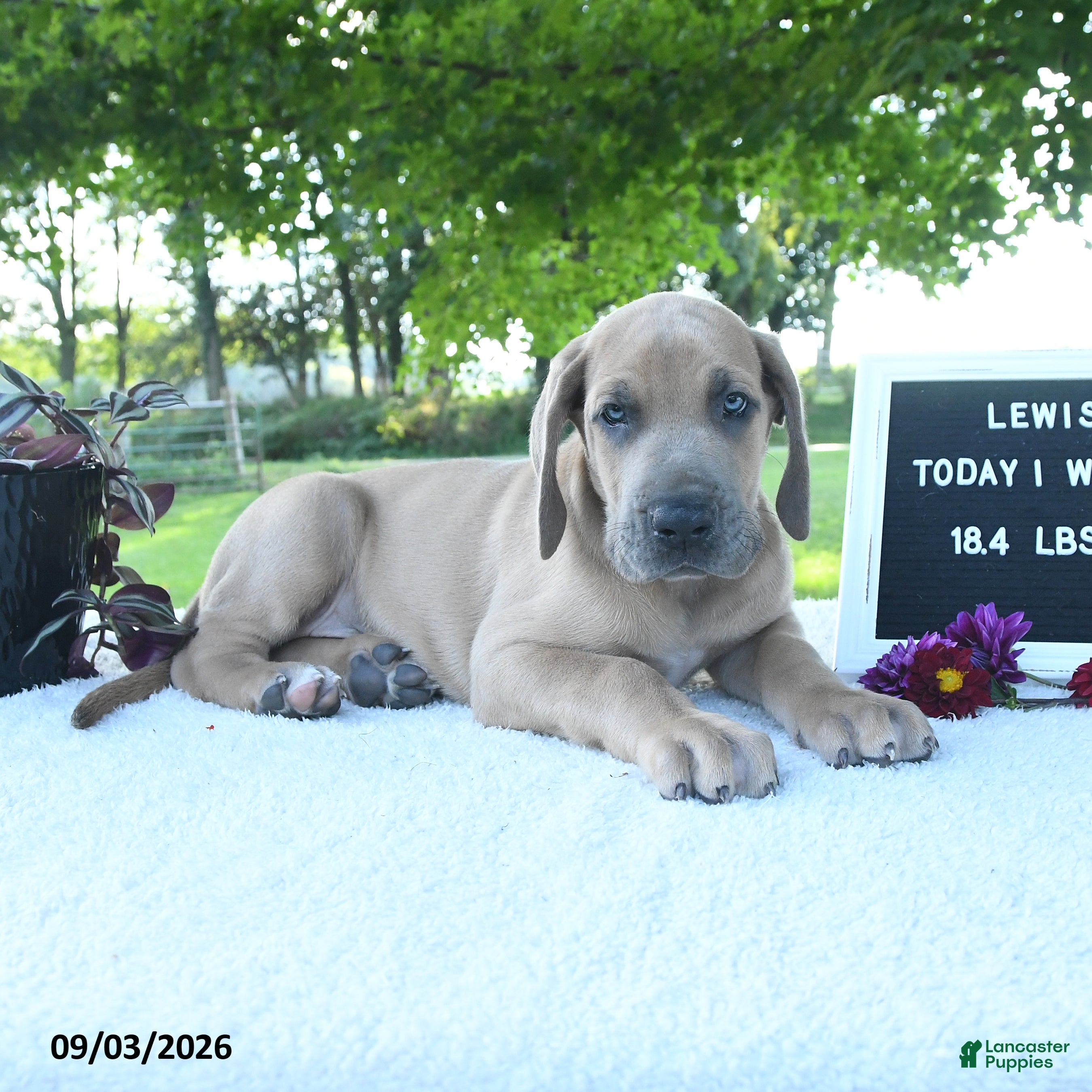 Great Dane dogs Lewis - Ad 1