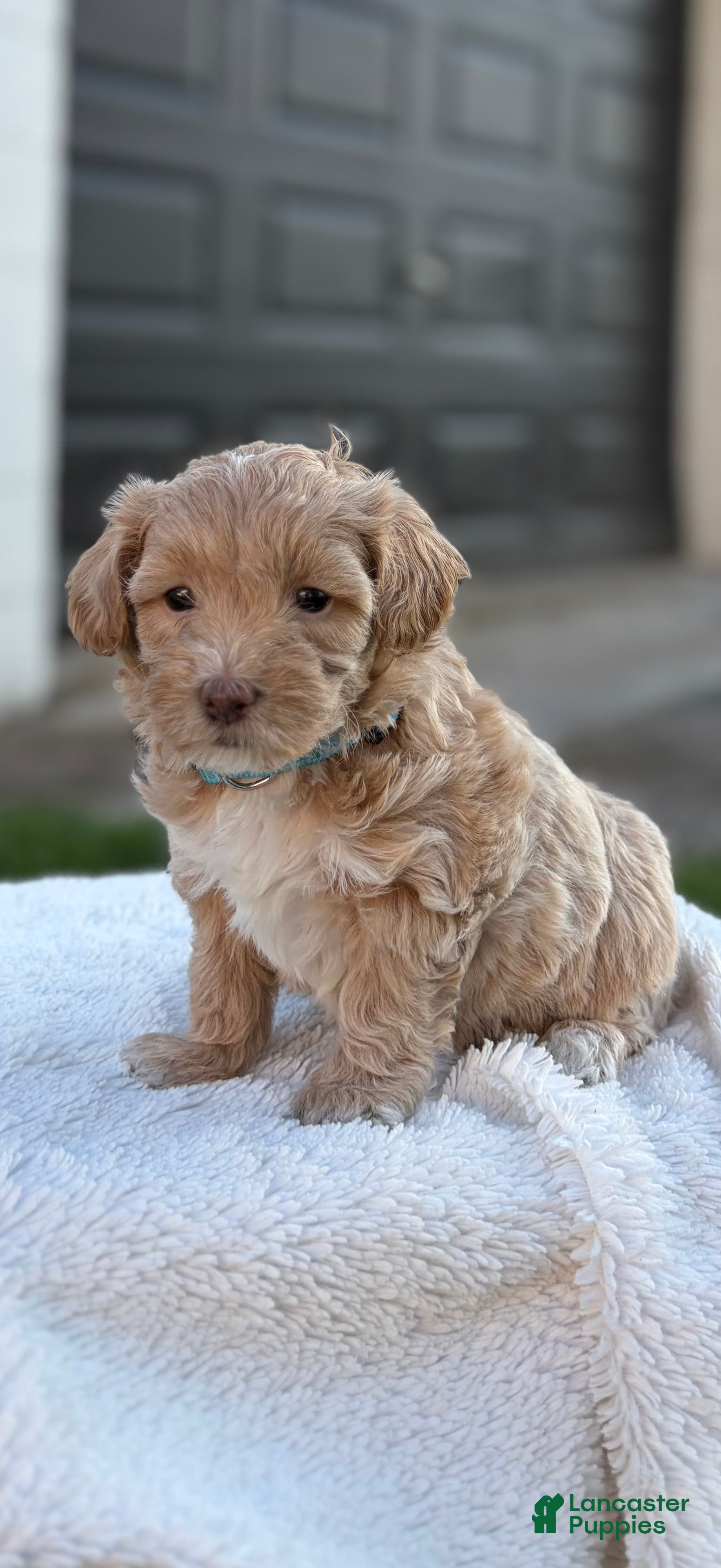 Maltipoo dogs Rocky - Ad 2