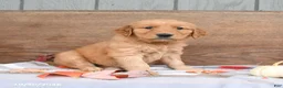 Golden Retriever dogs for sale: Willow - Ad 2
