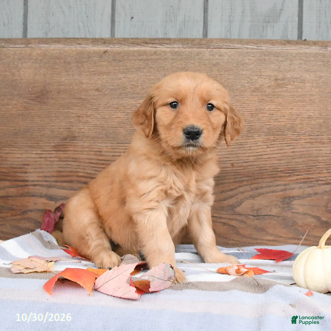 Golden Retriever dogs for sale: Willow - Ad 2