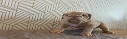 English Bulldog dogs for sale: Lucy - Ad 4