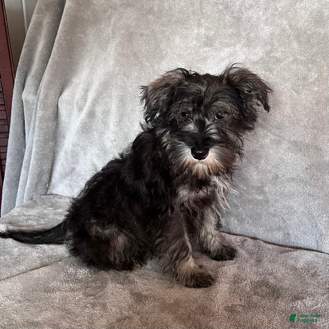 Miniature Schnauzer dogs for sale: Riley - Ad 3