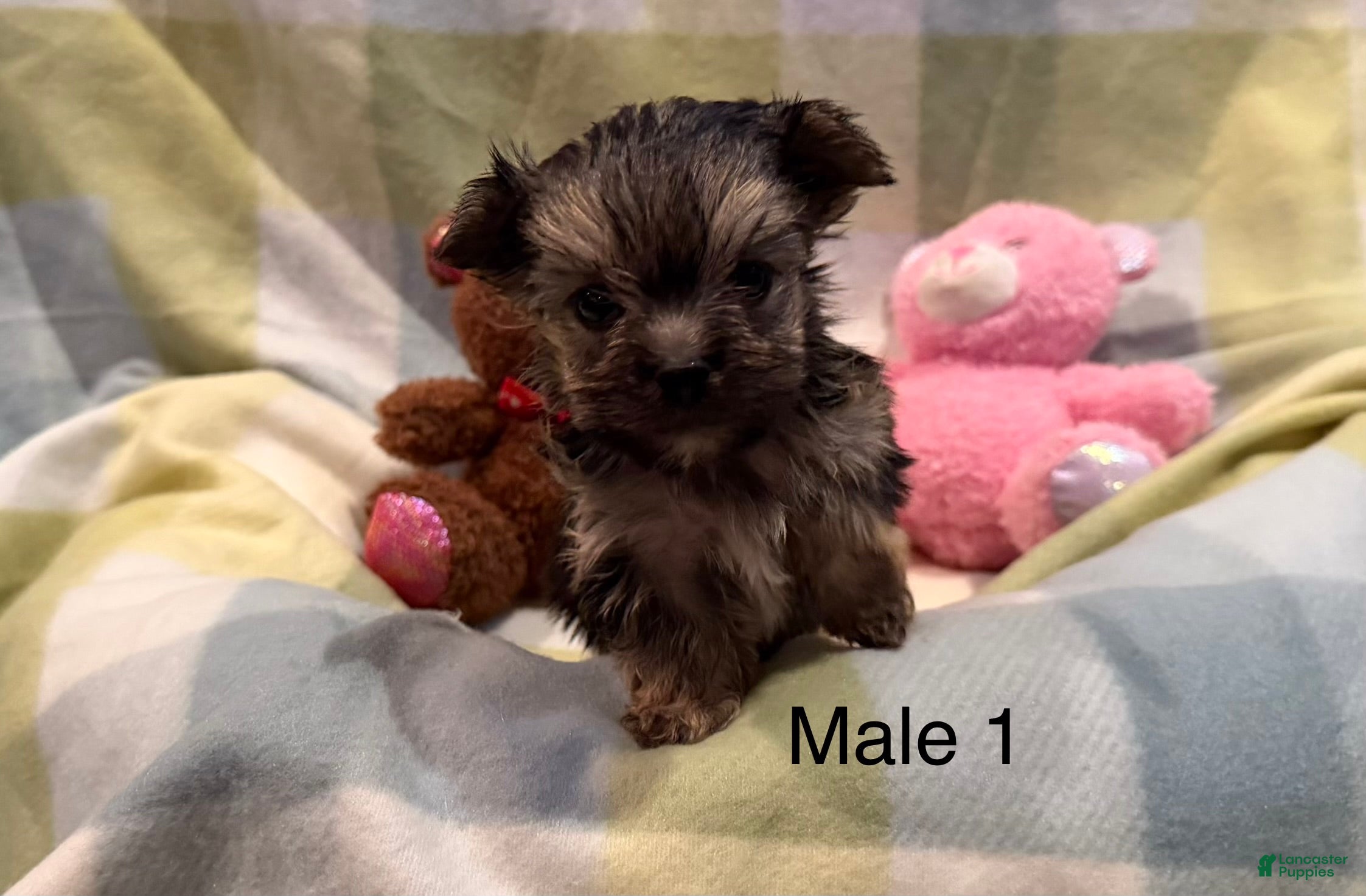 Morkie dogs Morkie Moe - Ad 1