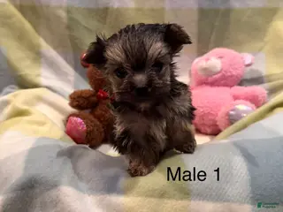 Morkie dogs for sale: Morkie Moe - Ad 3