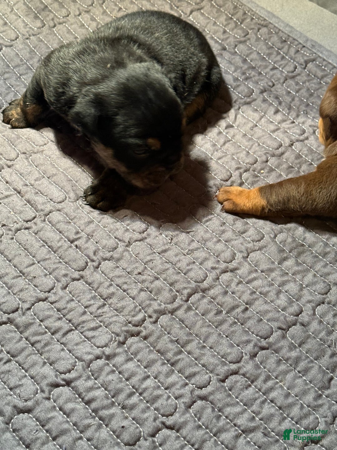 English Bulldog dogs for sale: Khal Drogo - Ad 11