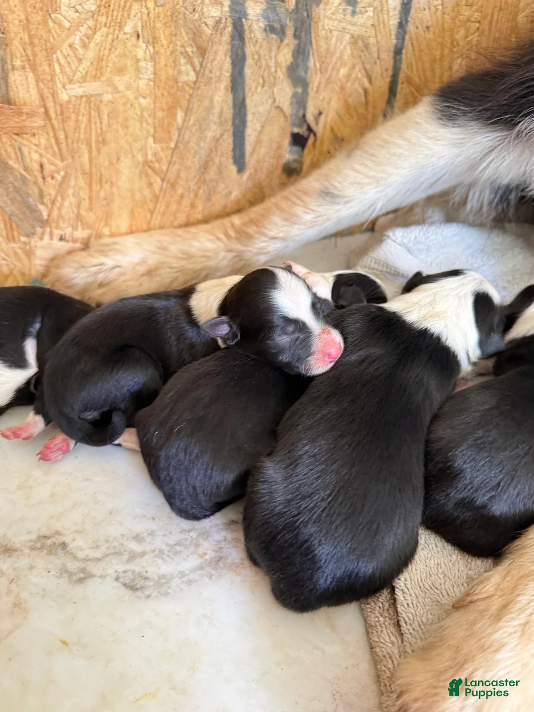 Border Collie dogs for sale: Border Collie 2 - Ad 1