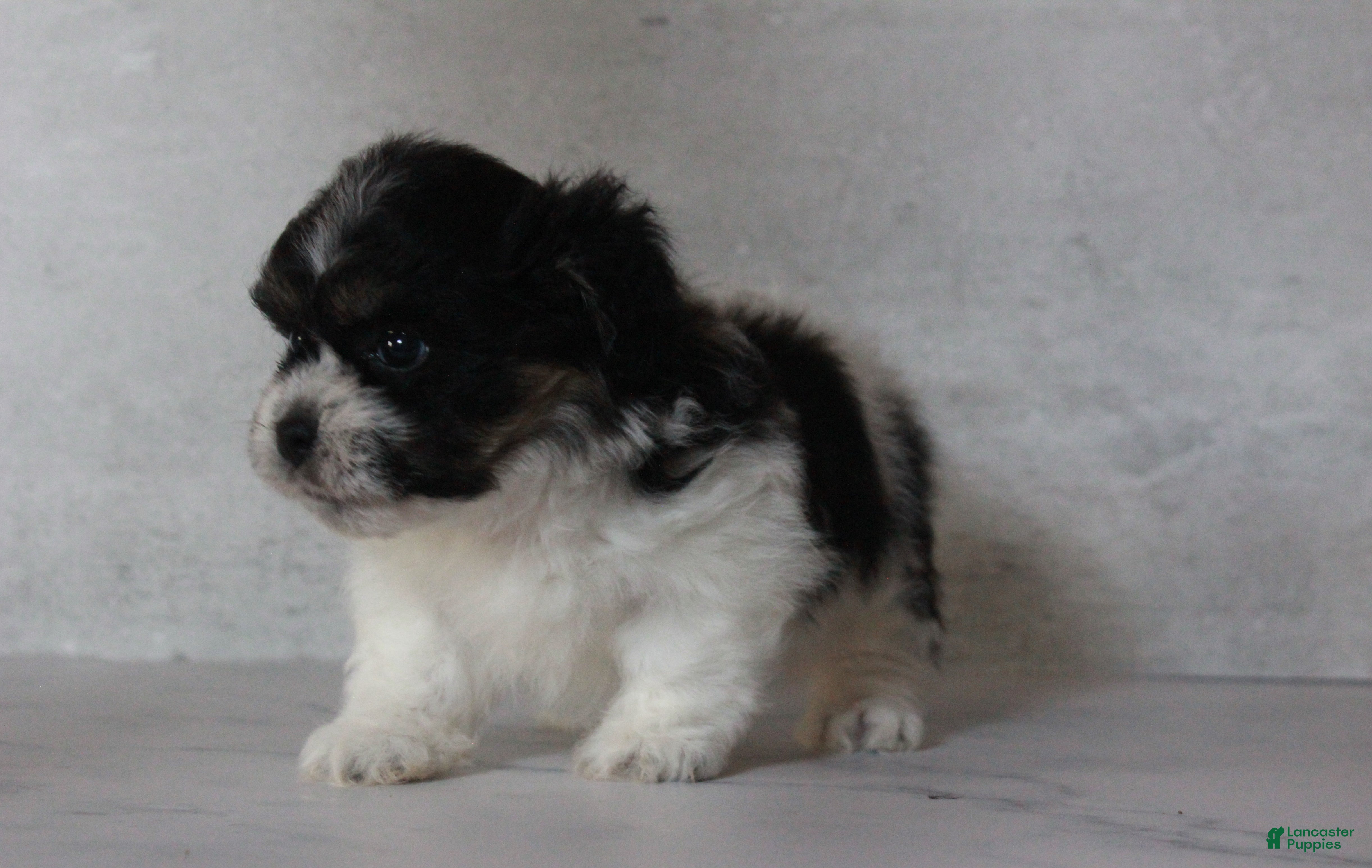 Teddy Bear dogs Noah - Ad 2
