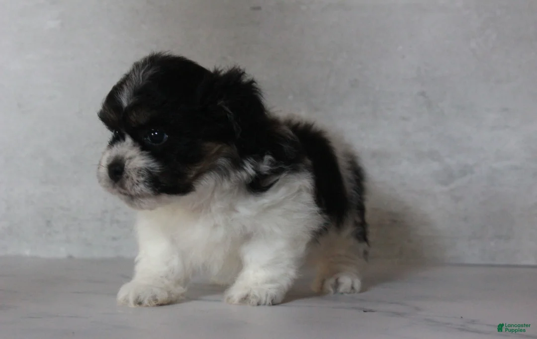 Teddy Bear dogs for sale: Noah - Ad 2
