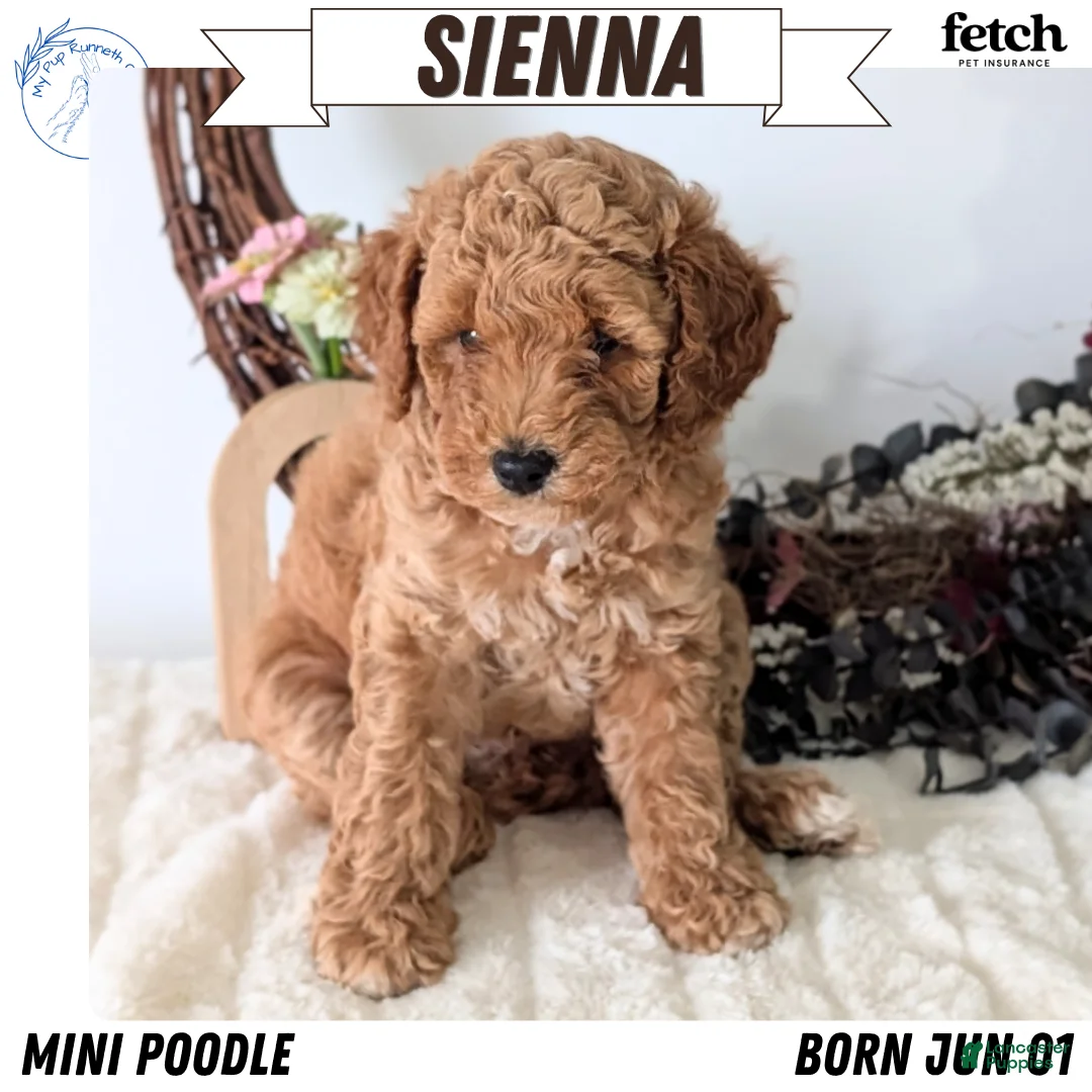 Miniature Poodle dogs for sale: Sienna - Ad 1