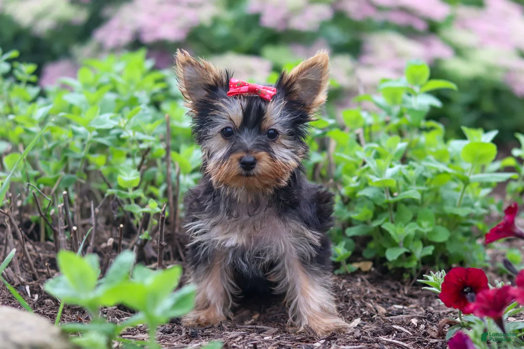 Yorkshire Terrier dogs for sale: Fiona - Ad 1