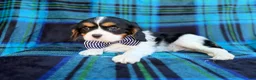 Cavalier King Charles Spaniel dogs for sale: Gus - Ad 8