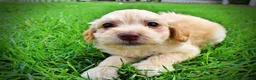 Havapoo dogs for sale: Alfie-SUMMER SALE!! $100 off listed price!! - Ad 8