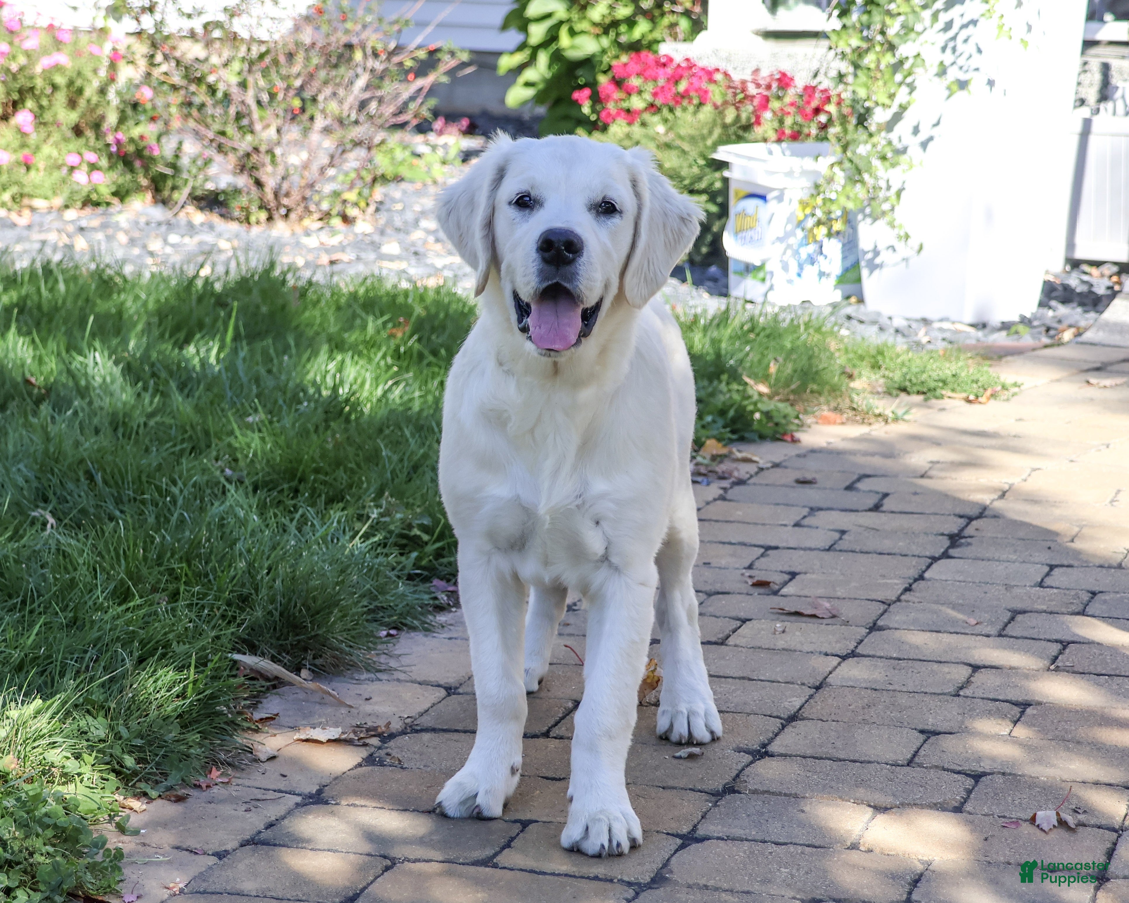 Golden Retriever dogs for sale: Tori - Ad 1