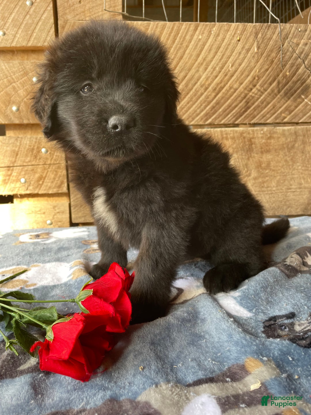 Mixed Breed dogs for sale: Cole - Ad 4