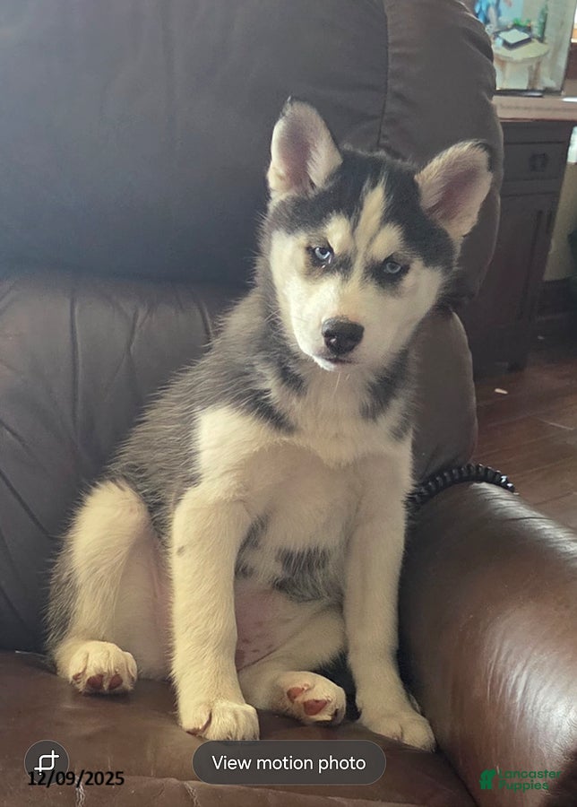 Siberian Husky dogs Violet - Ad 15