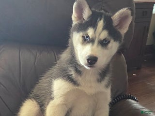 Siberian Husky dogs Violet - Ad 2