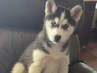 Siberian Husky dogs Violet - Ad 40