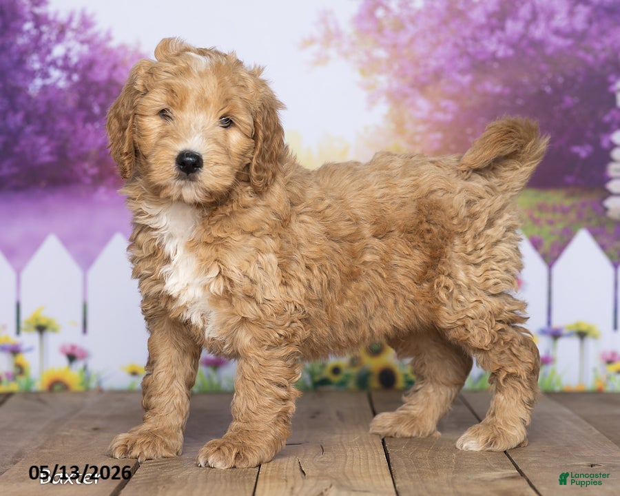 Mini Goldendoodle dogs Baxter - Ad 1