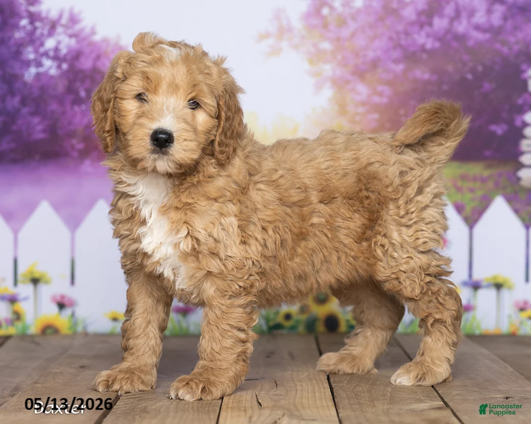 Mini Goldendoodle dogs for sale: Baxter - Ad 1