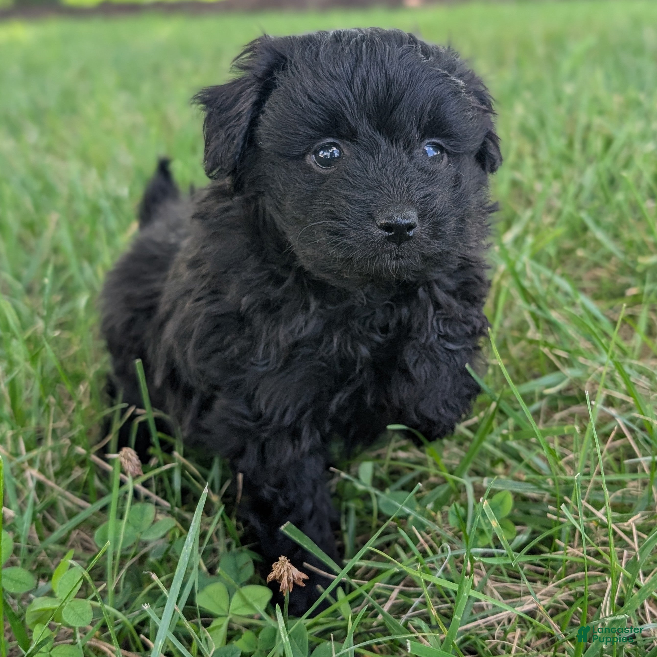 Pomapoo dogs Chia - Ad 2