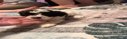 Mixed Breed dogs for sale: Teddy - Ad 5