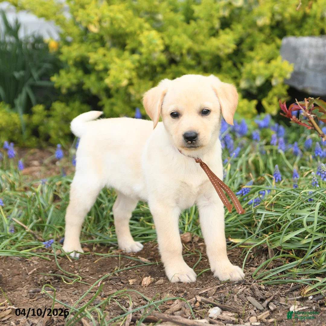 Mixed Breed dogs for sale: Coconut - Ad 3