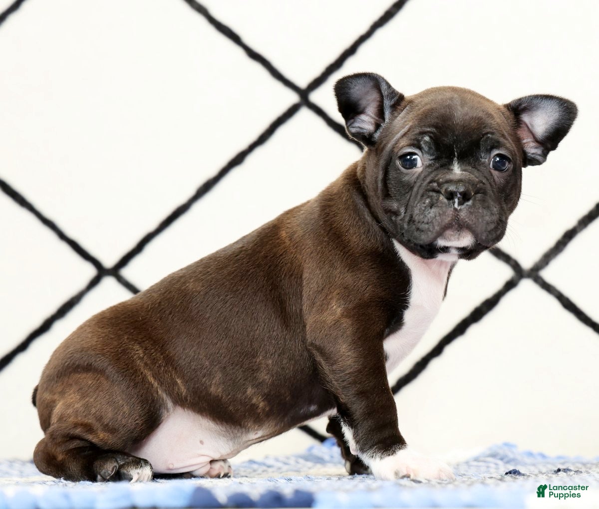 Frenchton dogs Chocolate - Ad 1