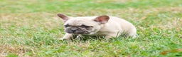 French Bulldog dogs for sale: Candice - Ad 2