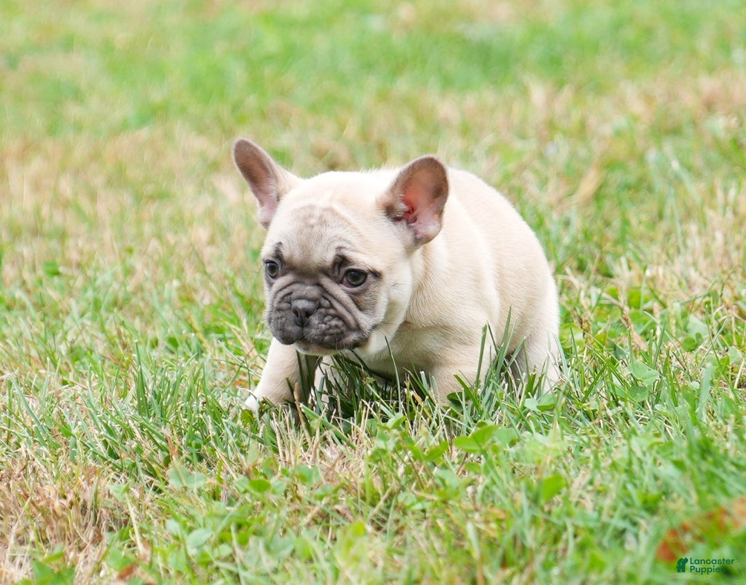 French Bulldog dogs for sale: Candice - Ad 2