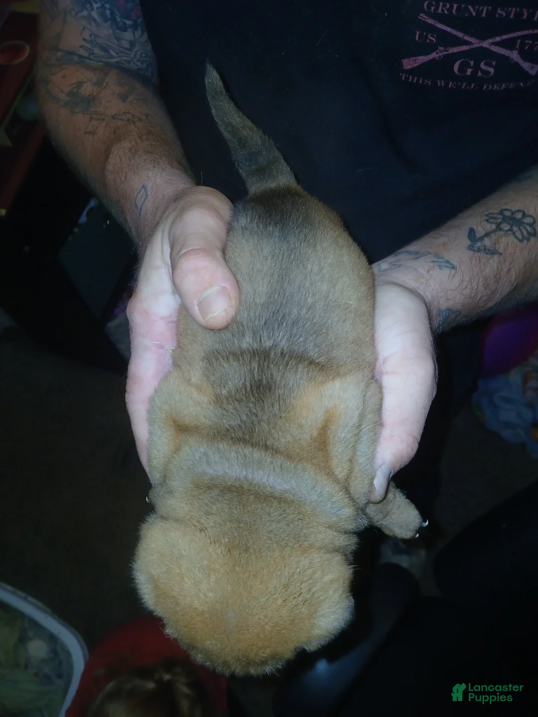 Shar Pei dogs for sale: Shar Pei Puppy 3 - Ad 2