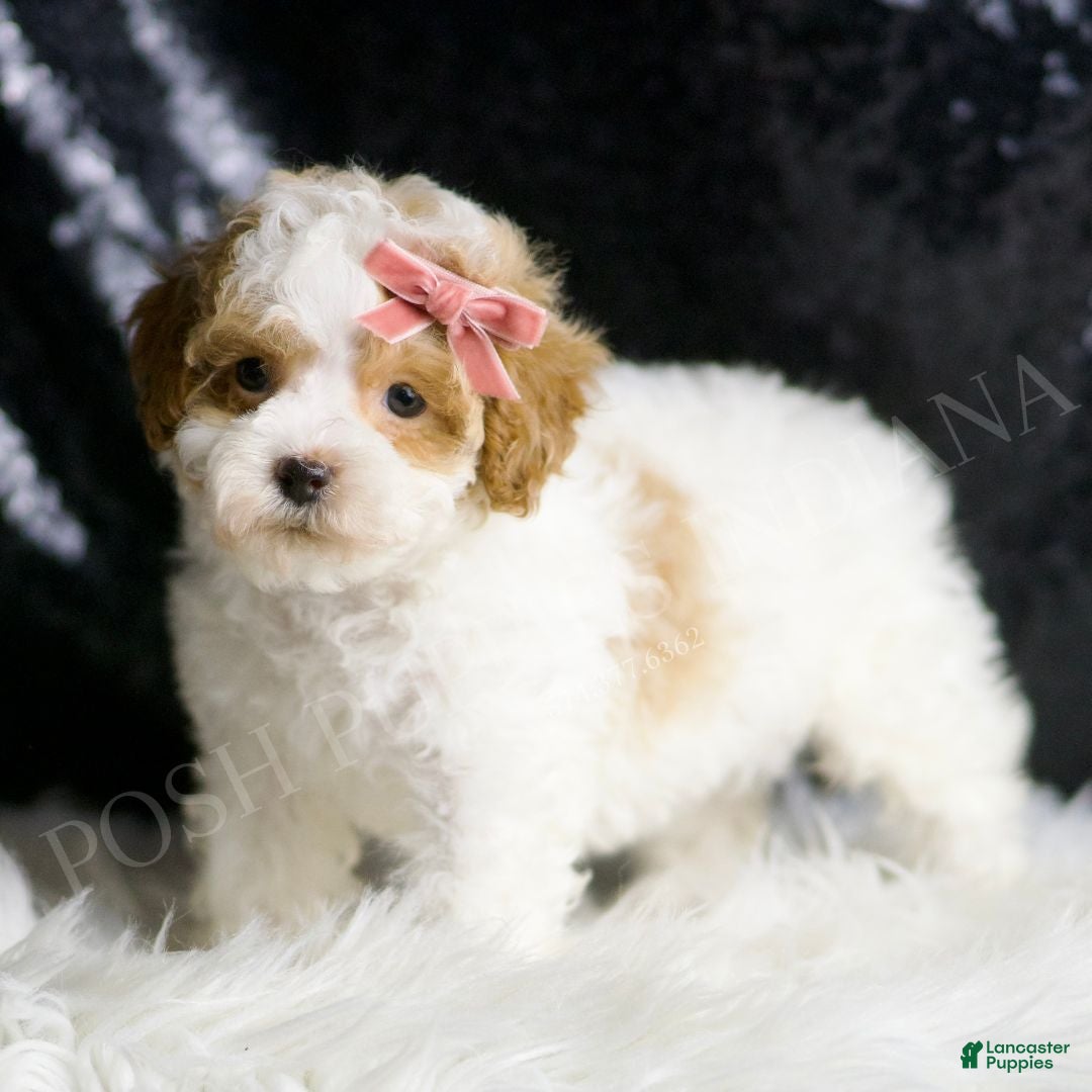 Maltipoo dogs for sale: Ellie - Ad 5