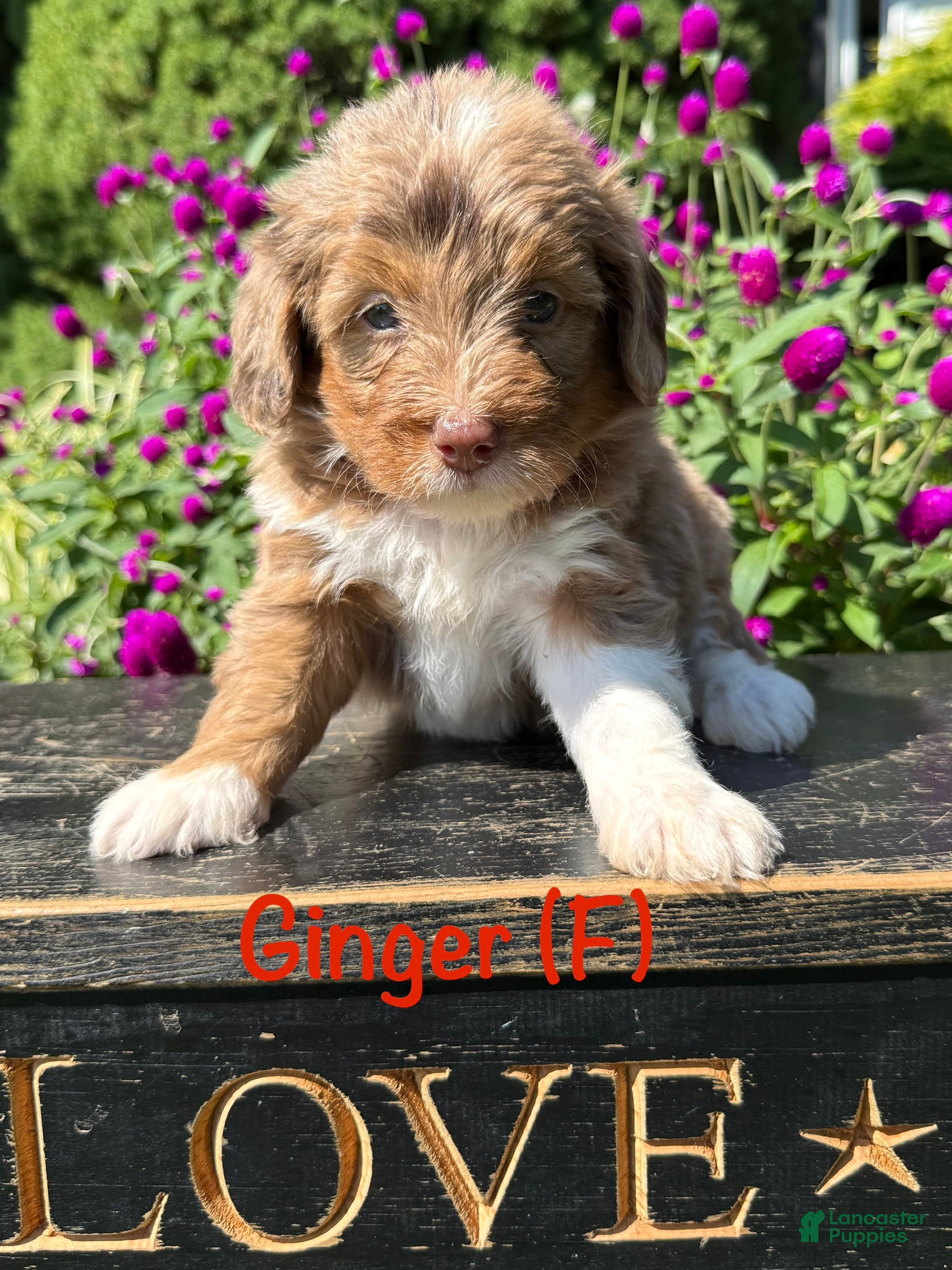 Bernedoodle dogs Ginger - Ad 1