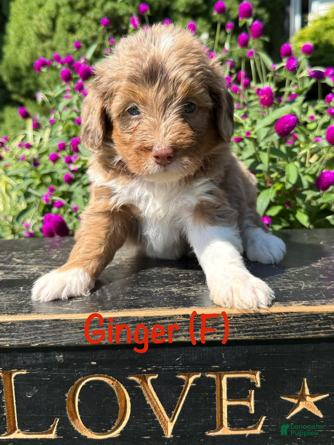 Bernedoodle dogs for sale: Ginger - Ad 1