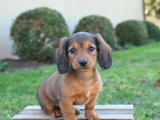 Dachshund dogs - Ad 15