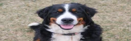 Bernese Mountain Dog dogs for sale: Zoe - Ad 5