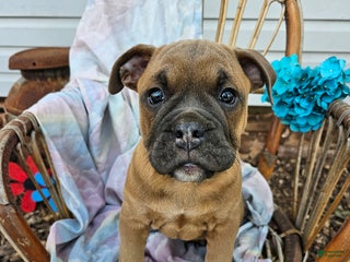 Olde English Bulldogge dogs - Ad 8