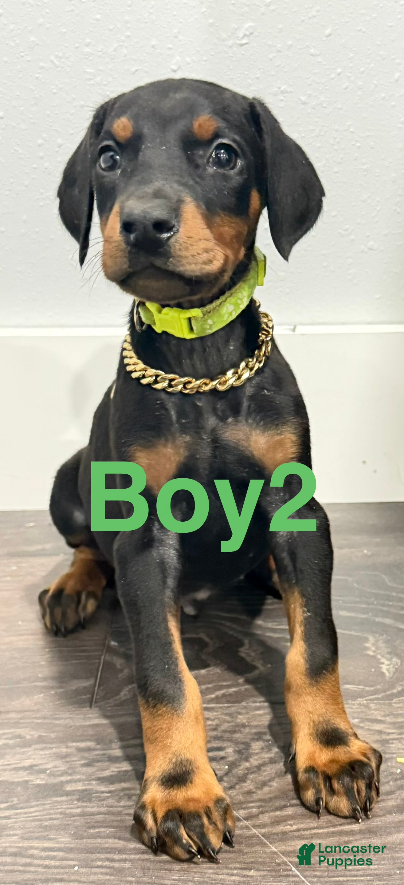 Doberman Pinscher dogs Doberman Pinscher 2 - Ad 2