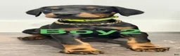 Doberman Pinscher dogs for sale: Doberman Pinscher 2 - Ad 2