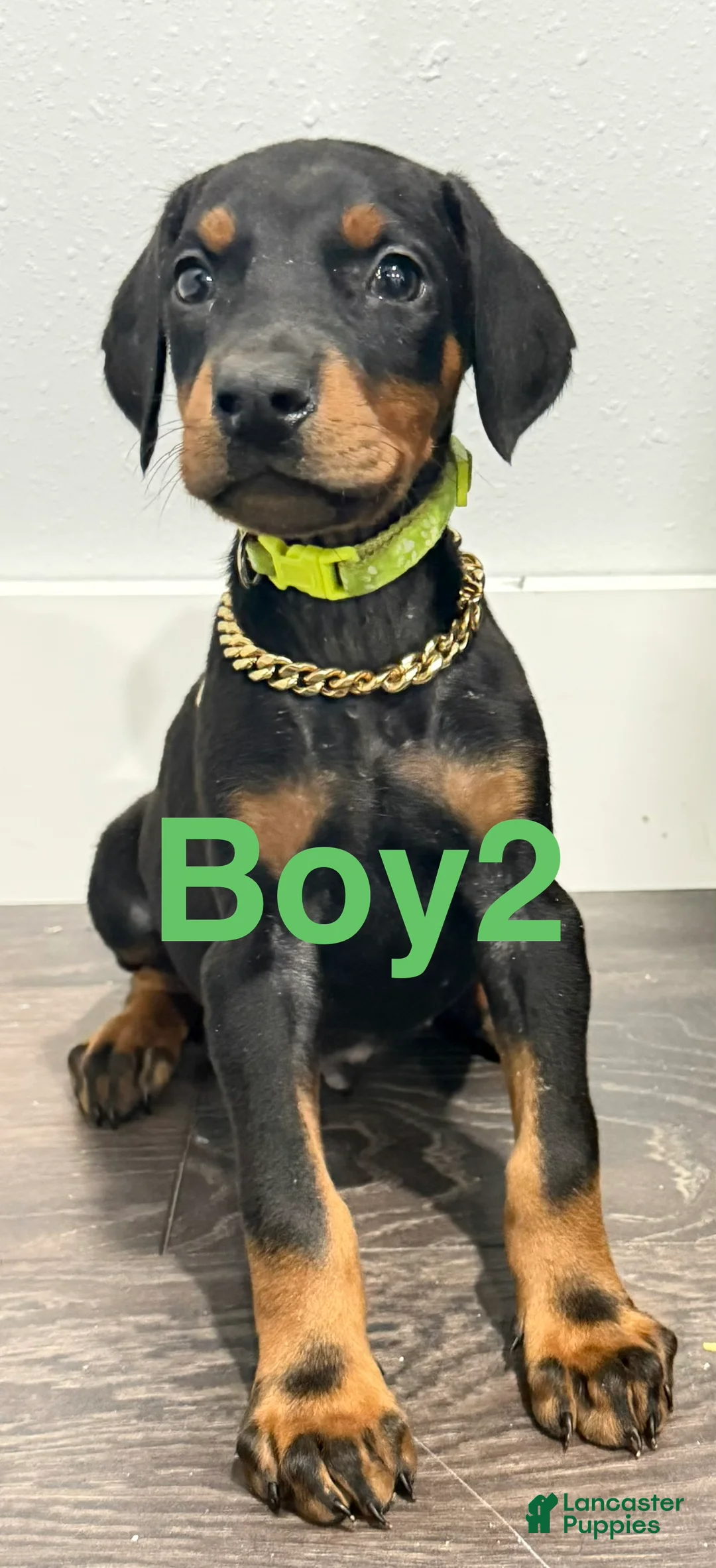 Doberman Pinscher dogs for sale: Doberman Pinscher 2 - Ad 2