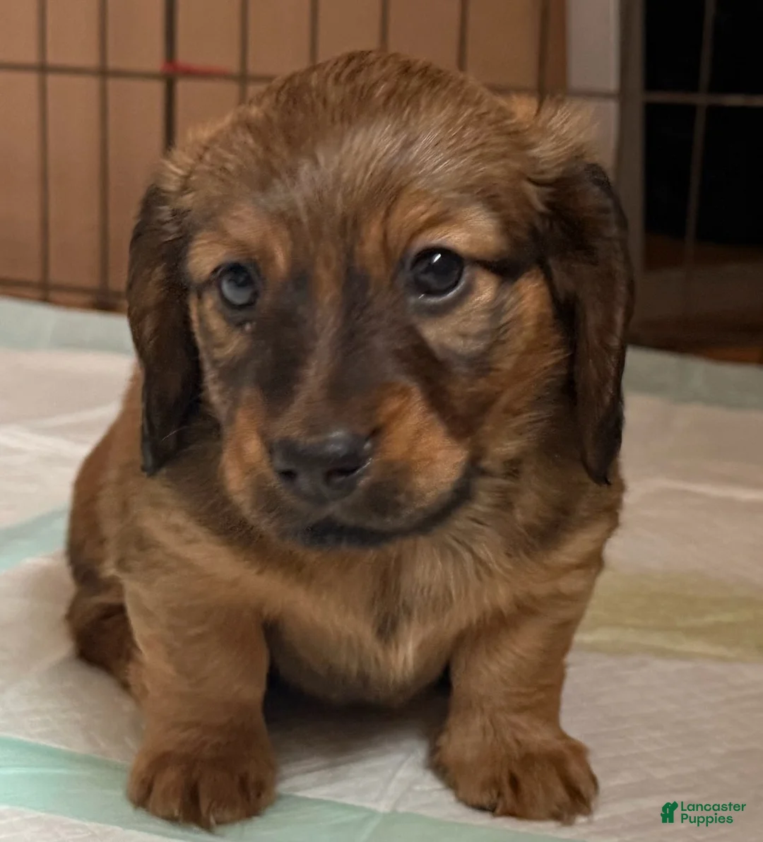 Dachshund dogs for sale: Oliver - Ad 1