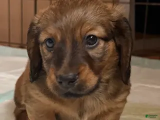 Dachshund dogs Oliver - Ad 34