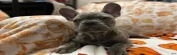French Bulldog dogs for sale: French Bulldog 2 - Ad 17