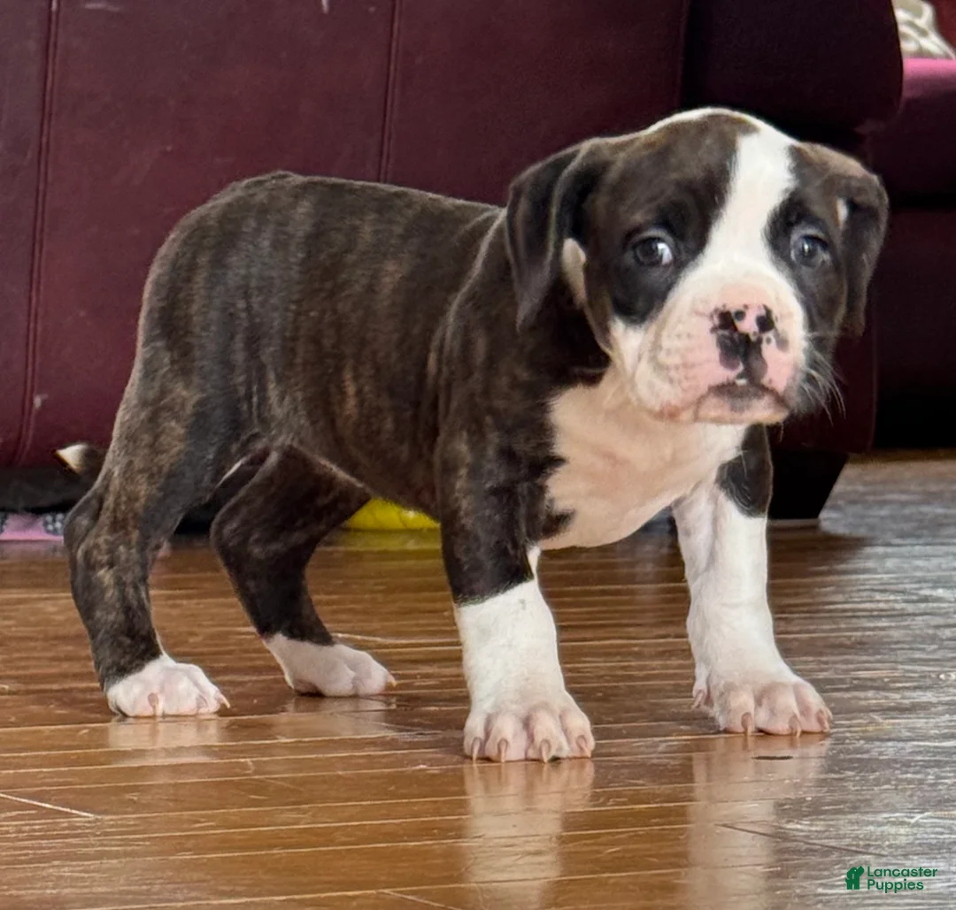 Alapaha Blue Blood Bulldog dogs for sale: BEA Comanche - Ad 2