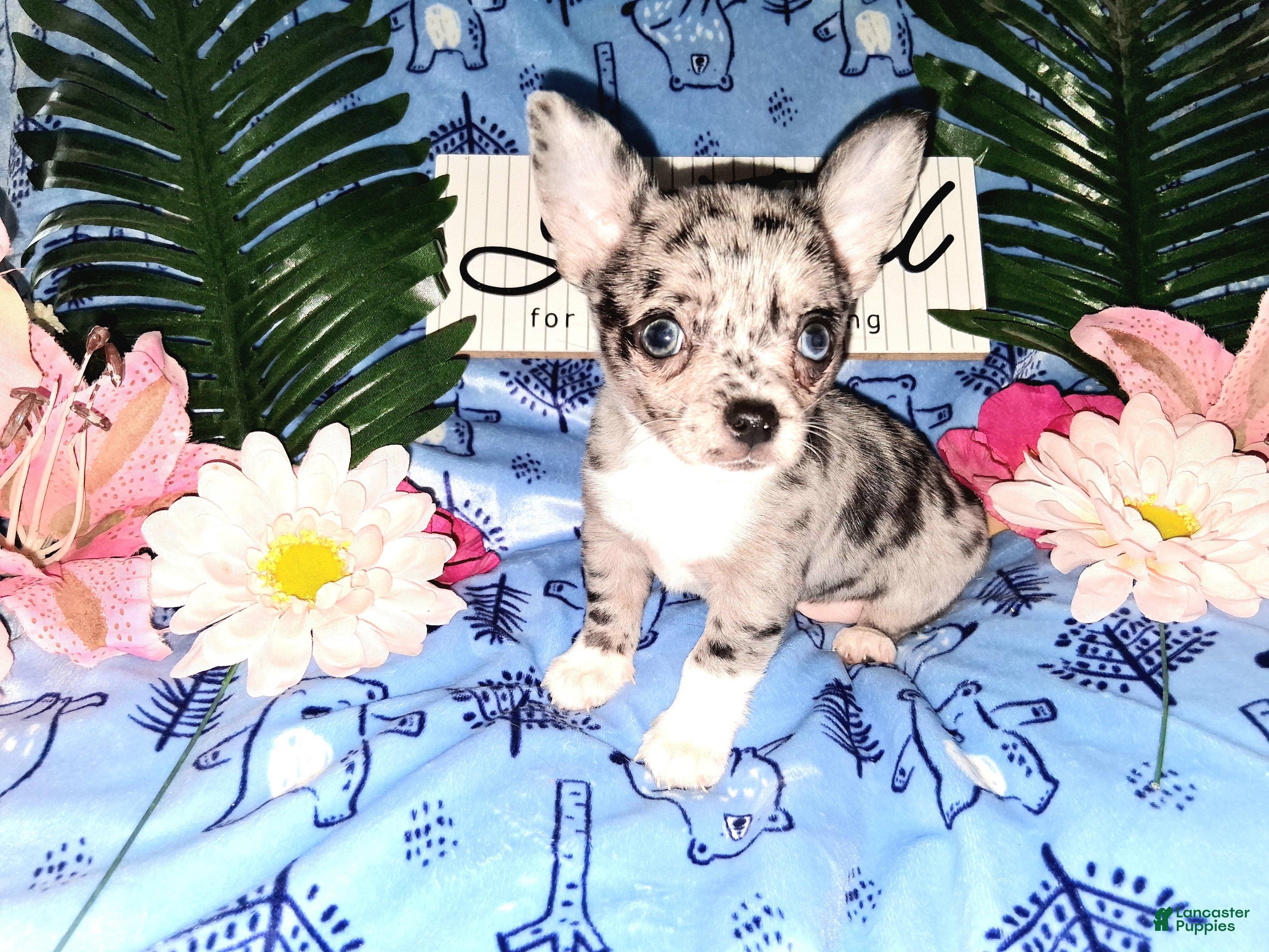 Chihuahua dogs Big Hoss - Ad 1