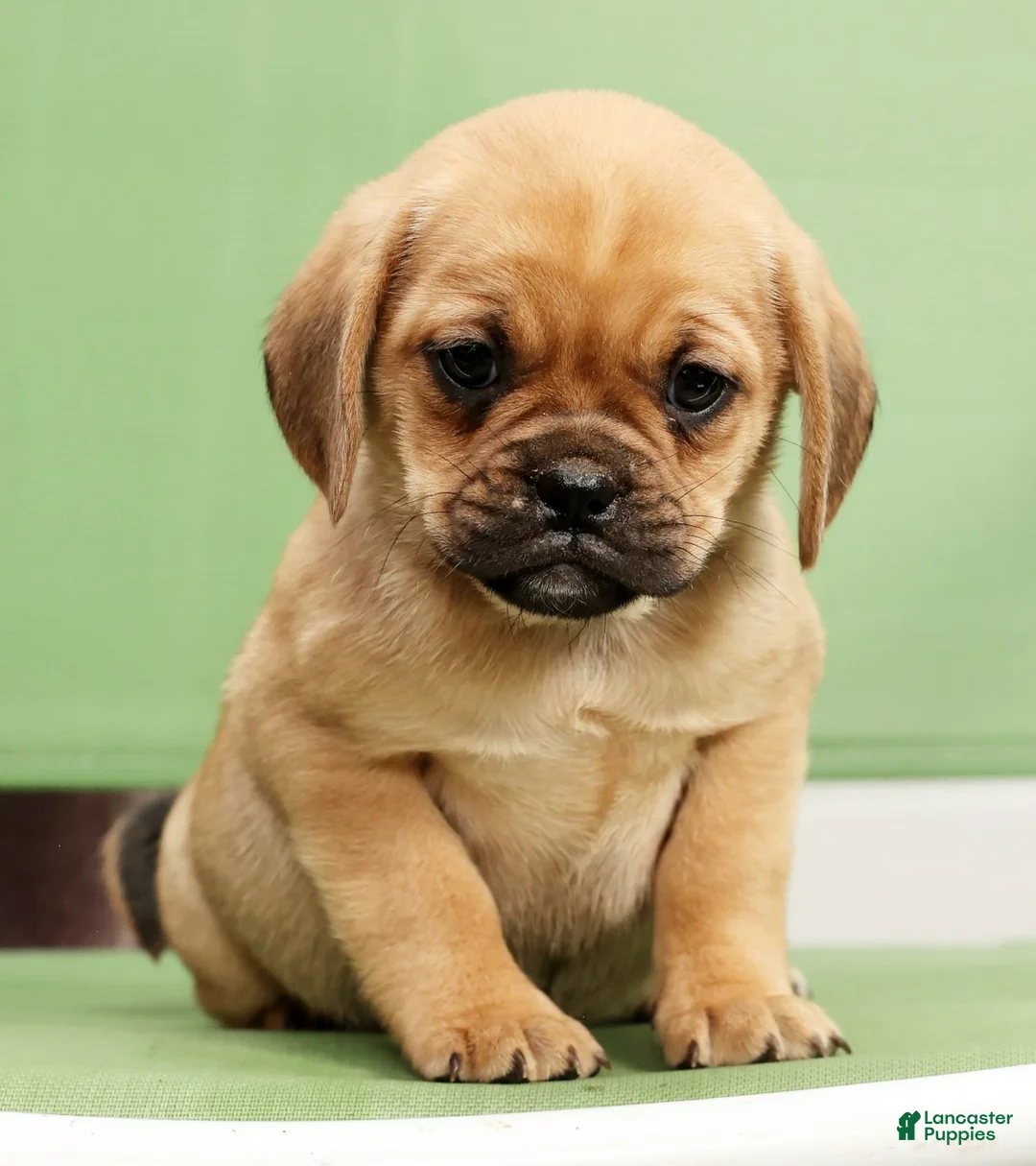 Puggle dogs for sale: Paula - Ad 7