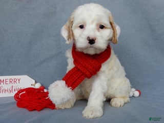 Cockapoo dogs Rover - Ad 37